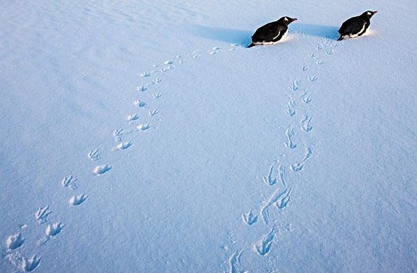 小动物的脚印比喻是什么?