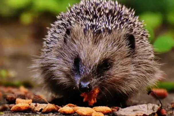 轻浪浮薄打一生肖动物