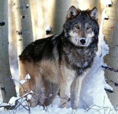 哈尔滨5旬男子为救爱犬持石块大战群狼，狼的杀伤力有多大？