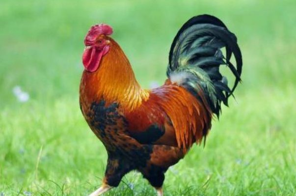 云游天界打一个生肖