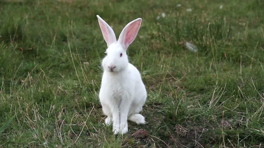 兔子出售时疑被剪去部分耳朵，宠物店对此有何回应？