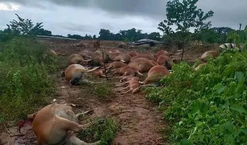 海南30多头牛被雷击中毙命，为什么雷电会把牛击中？