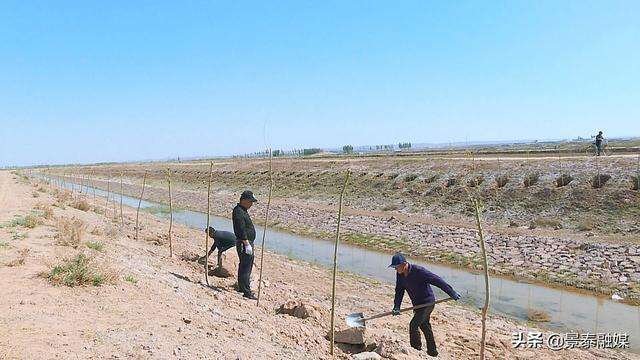 盐碱地对农作物有什么危害？会导致粮食减产吗？