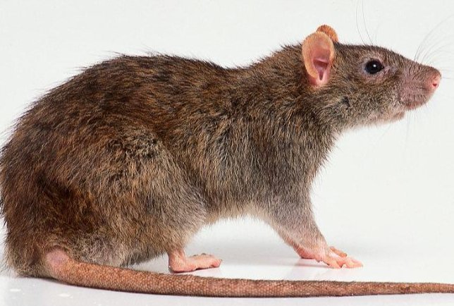 野草丛生指什么生肖