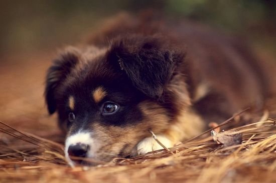 狗狗为什么会通人性？