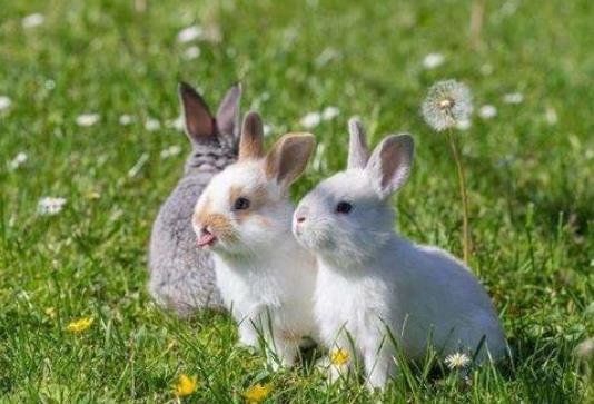 小兔子的外形特点和生活习性是什么？