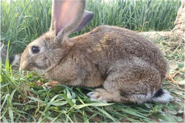 刚出生的兔子宝宝，被妈妈吃了，是什么原因？
