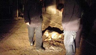 男童被恶狗咬死父亲接受55万和解，对此你怎么看？