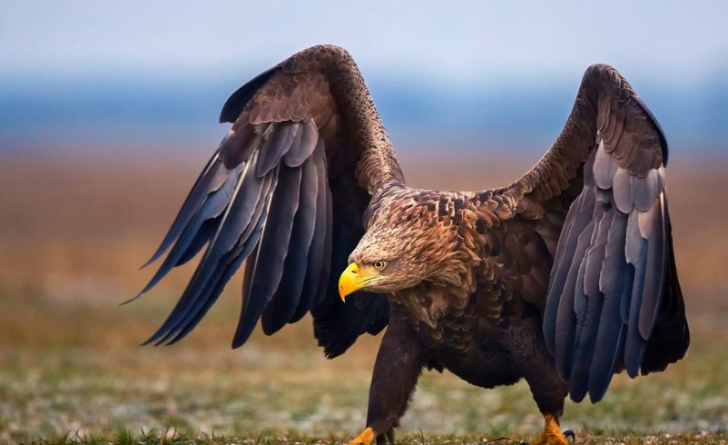 鹰分为哪几种类型？