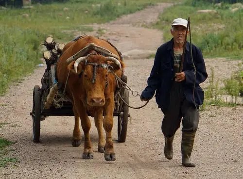 牛拉车马拉套是什么意思