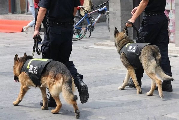 退役搜救犬不愿离开，搜救犬退休后的生活是什么样？