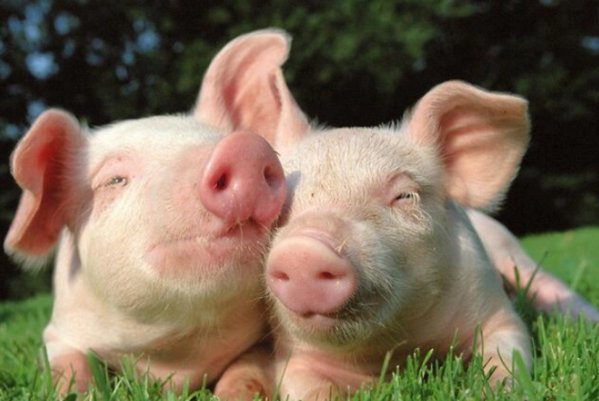 大好前程来相助打一动物