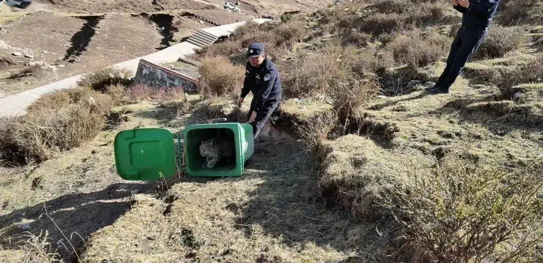 青海兴海县雪豹“闯祸”咬死咬伤39只羊4头牛，当地采取了什么举措？
