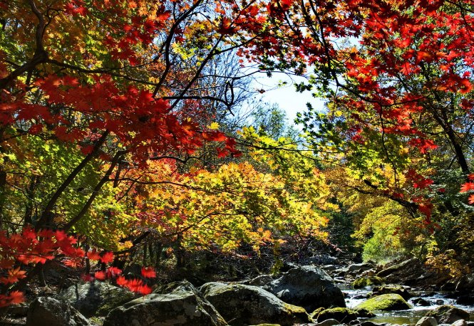 霜叶红于二月花指的是哪种红叶