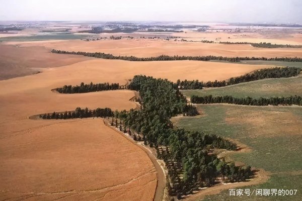 敦煌2万亩防沙林被毁，三代心血覆灭，到底谁才是罪魁祸首？