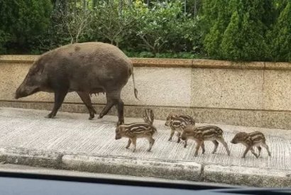 贵州一头野猪闯进女装店，倒头就睡，野猪为何会频频出现在人类生活区？