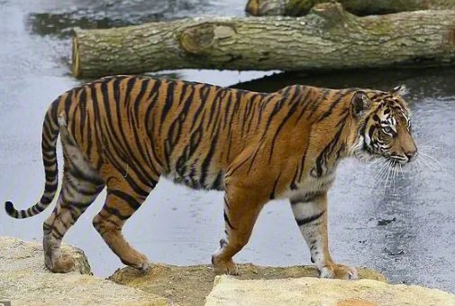 中国十大最强的老虎排名