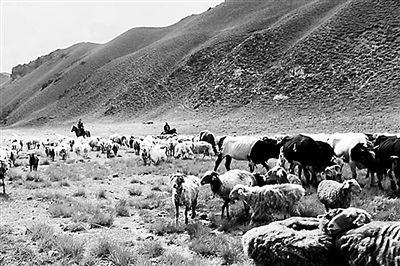 骆驼圈的剧情简介