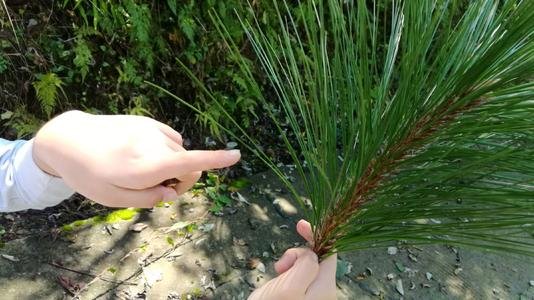 二年级松树的叶子像什么?