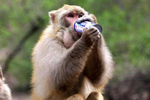 大器晚成的动物生肖