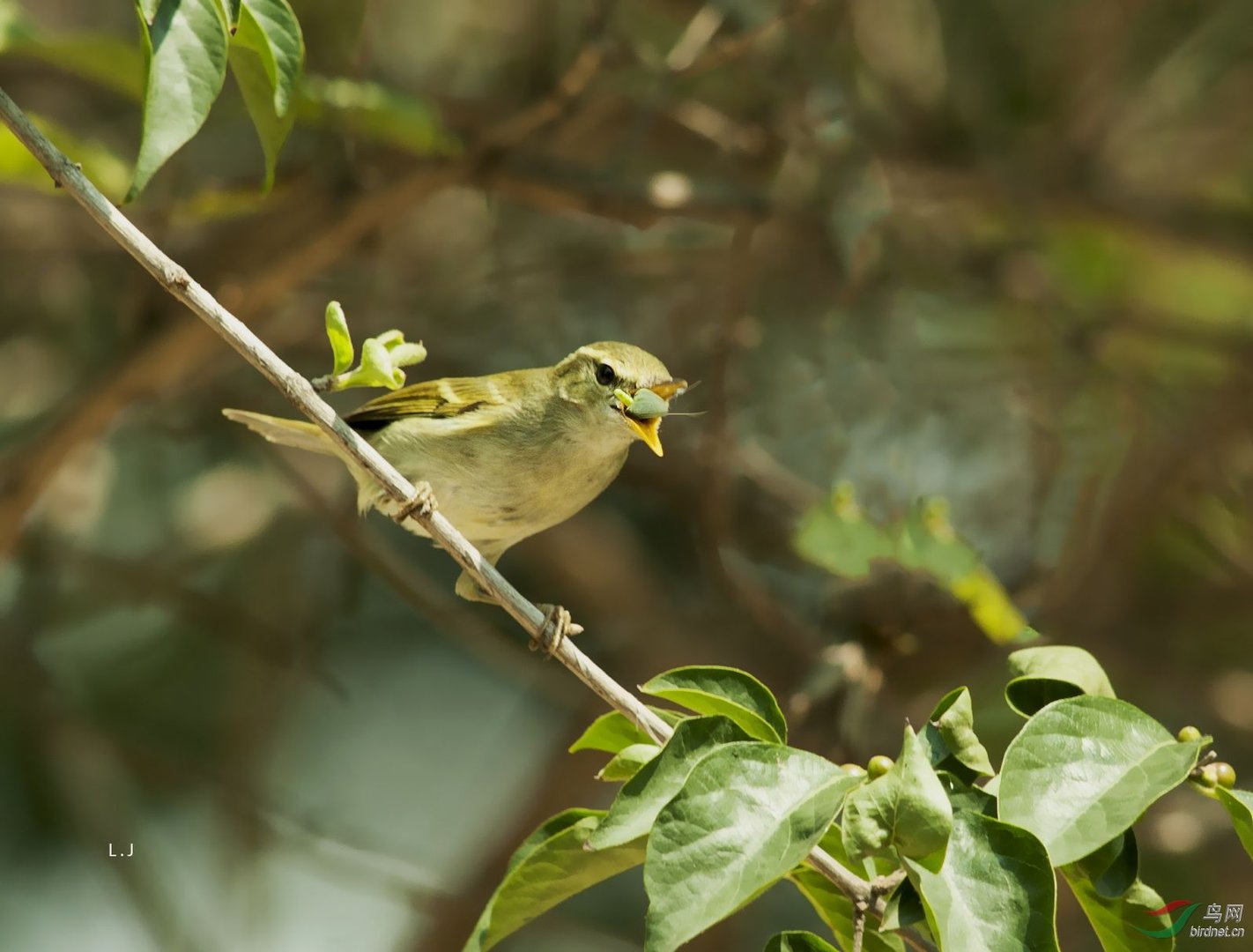 双斑绿柳莺的形态特征