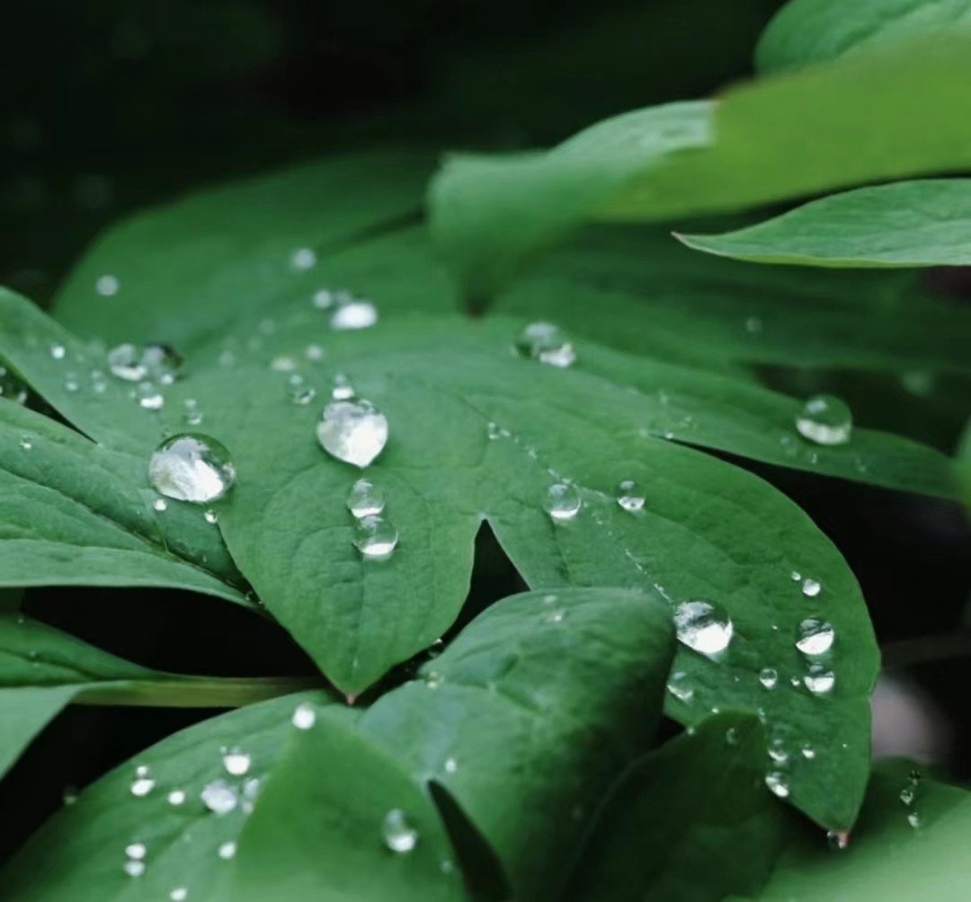 三九天下雨有什么征兆