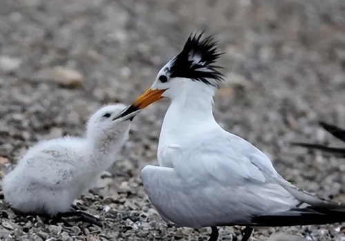 近百只“神话之鸟”飞抵青岛，极危鸟类停留胶州湾！这种鸟类有何特点？