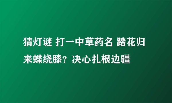 猜灯谜 打一中草药名 踏花归来蝶绕膝？决心扎根边疆