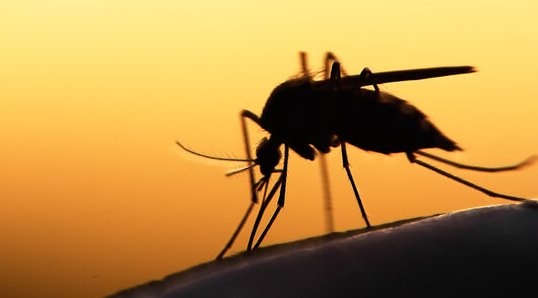 蚊子只吸人血吗？动物血吃吗?