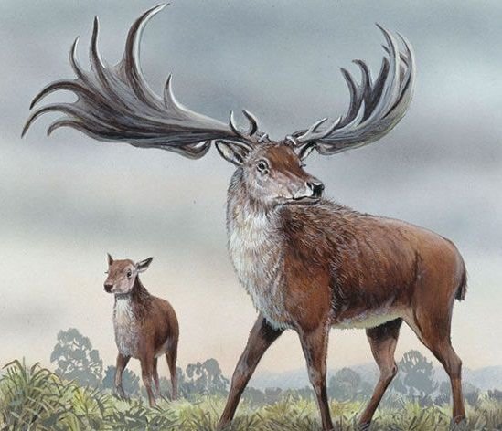爱尔兰大鹿的介绍