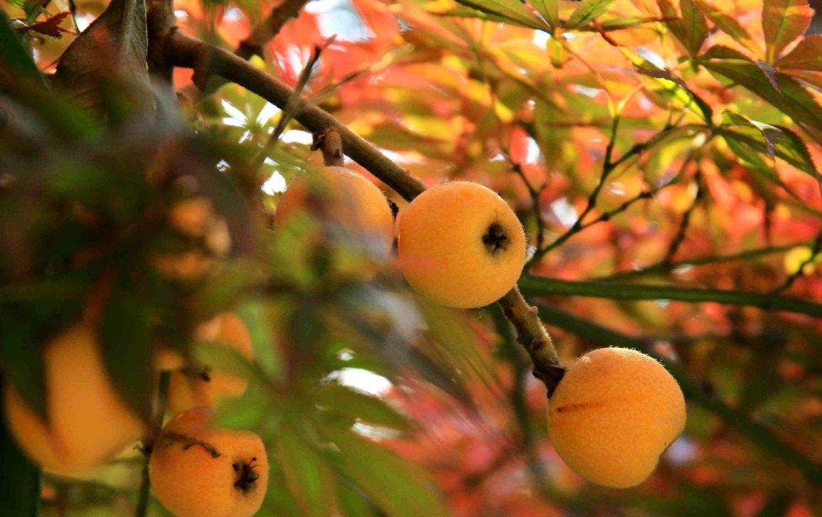 福建一科学家用一辈子为枇杷改名，枇杷的起源是什么？