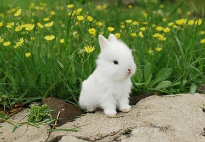 田里有十三只野兔猎人开抢打死一只请问回里还有几只野兔。