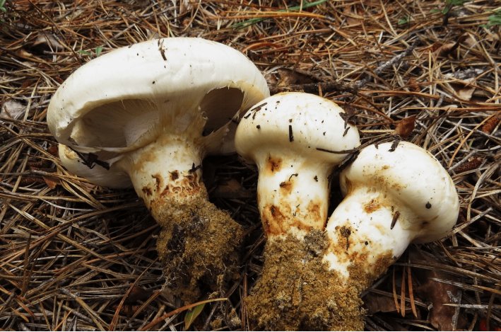 口蘑中的口字代表