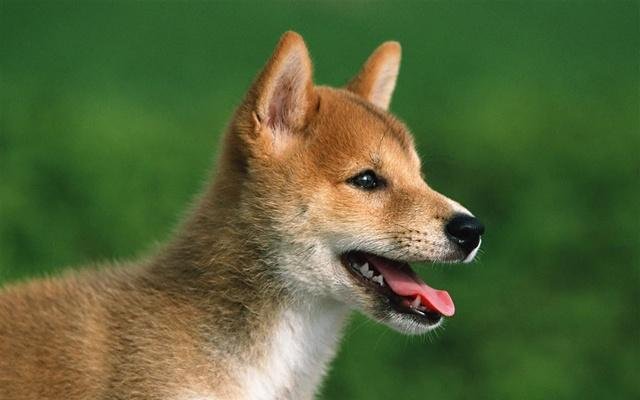 祟洋媚外指什么动物?