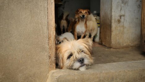 郑州一流浪狗被保安扒皮，该名保安为何对其下此毒手？