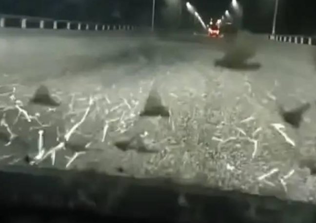 益阳大桥现飞虫铺天盖地，看了让人头皮发麻！这是蜉蝣吗？