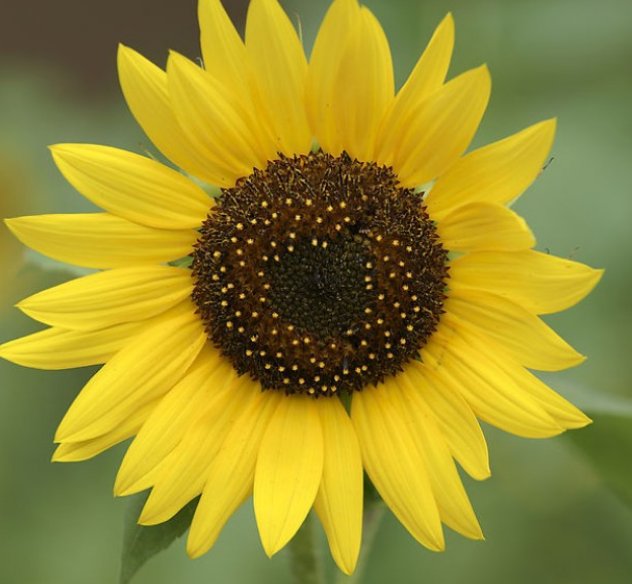 高考考完后送什么花