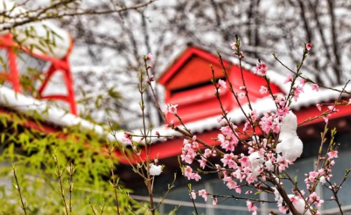 三月桃花雪寓意