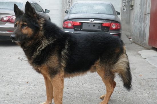 狗狗为什么会通人性？