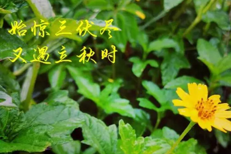 今年是几点立的秋