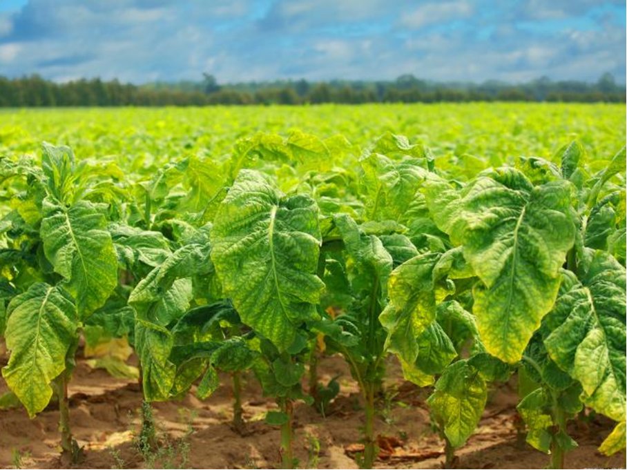 烟草对烟农的影响