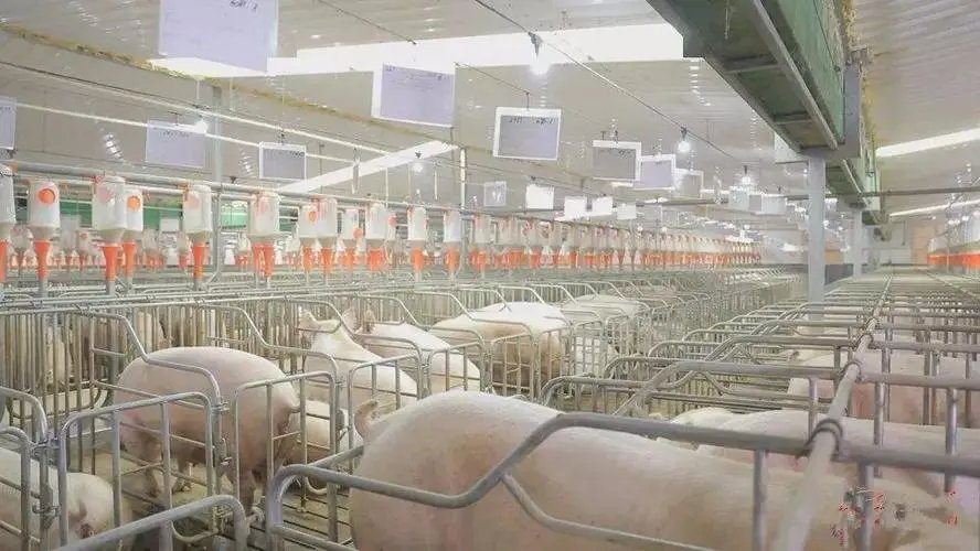 生猪保种基地在哪里