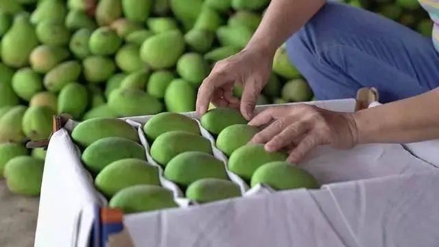 女子买1筐芒果，竟遭5斤水泥压秤，消费者遇到这种状况该怎么办？