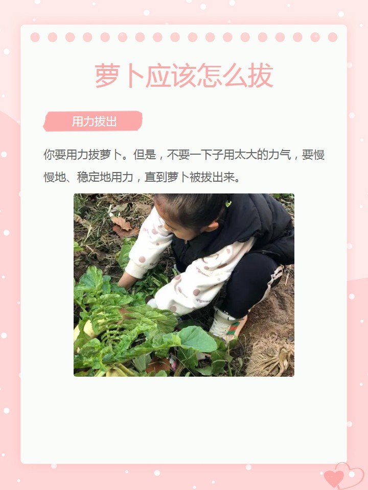 萝卜应该怎么拔