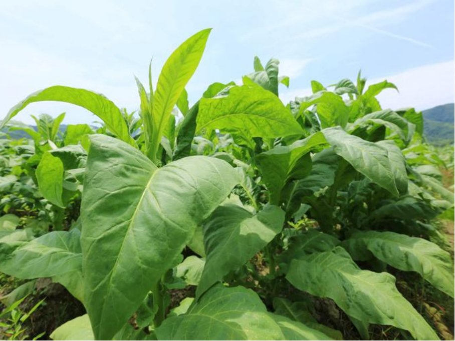 烟草对烟农的影响