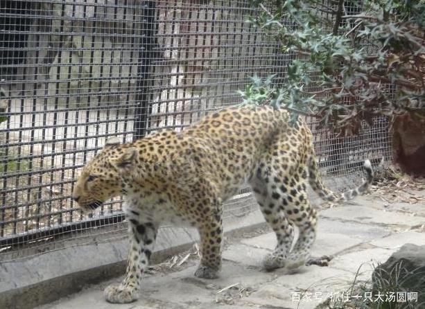 专家判定第三只豹子或已死亡，该事件如何定责？