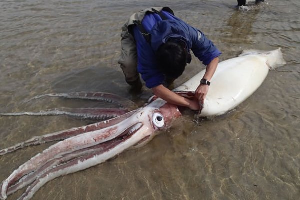 大王乌贼真的存在吗