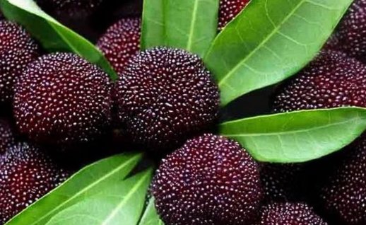 狼来了猜一个水果名字