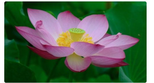 池塘开满什么荷花,如何把这句话补充完整?