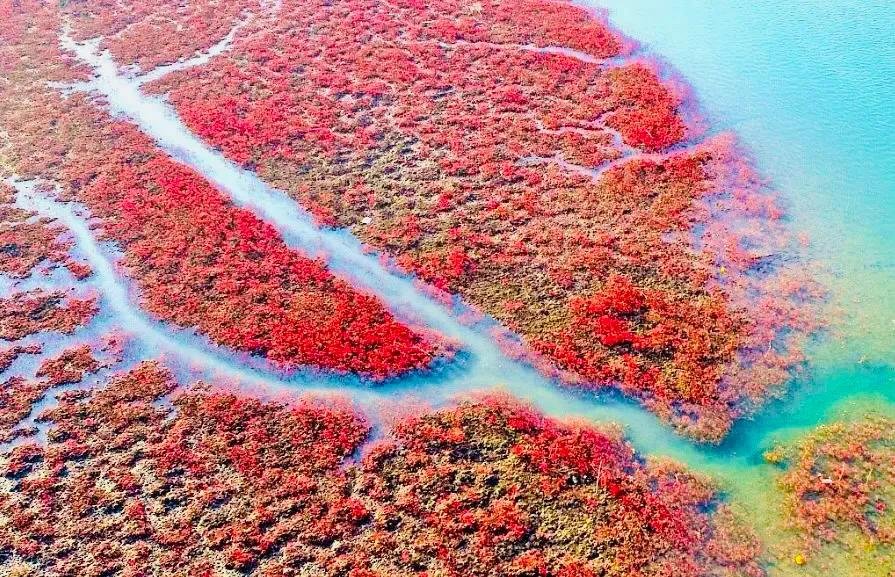 秋意渐深，青岛胶州湾湿地迎来100公里红海滩，这一景色有多绝美？